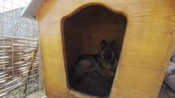 Dog German Shepherd Sitting in a Booth — Stock Video