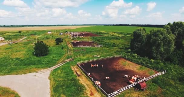 Flying on a Drone in the Field of Cows and Orchards — Stock Video