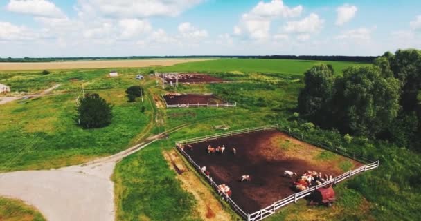 Voler sur un drone dans le champ de vaches et de vergers — Video