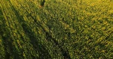 Büyük yeşil alan içinde oynayan köpek