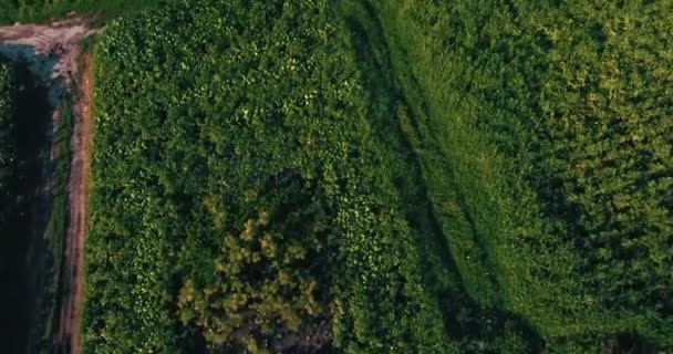 Kamera flygning över byn i stadslandskapet. Civilisationen och natur. Miljövänliga levande — Stockvideo