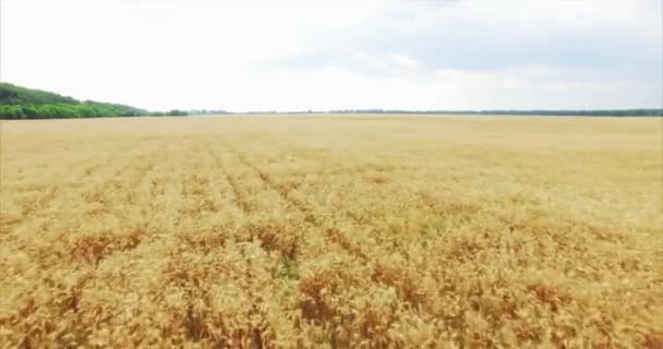 Antenne: Vlucht Over de tarweveld In Sunset — Stockvideo