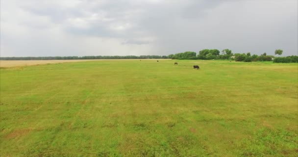 Корова стоит в поле — стоковое видео