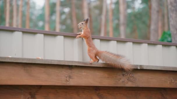 Cute Red Squirrel Na płocie — Wideo stockowe