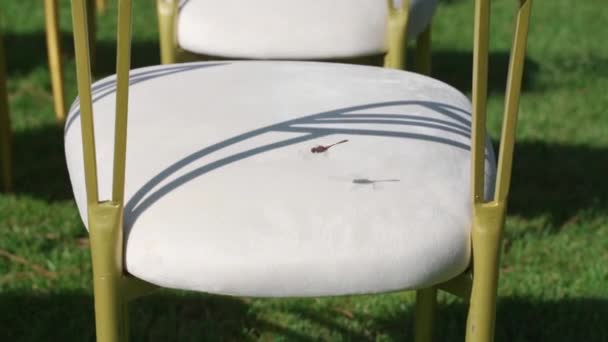 トンボは結婚式の椅子の上を飛ぶ — ストック動画