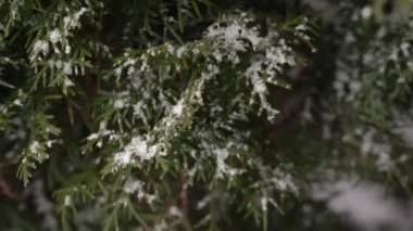 Bir Noel ağacına karlar yakın çekim