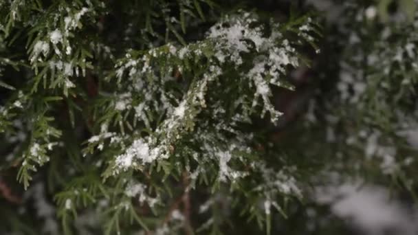 圣诞树上的雪的特写 — 图库视频影像