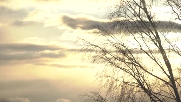 Bomen tegen de zonsondergang lucht — Stockvideo