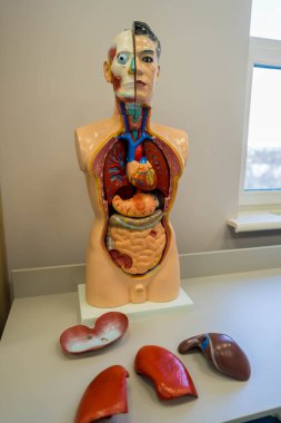 Biyoloji. İnsan organlarının maketi.