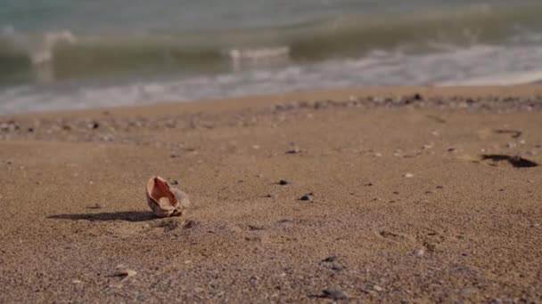 Een grote schelp ligt op het zand aan zee — Stockvideo
