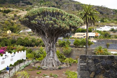 İspanya 'da zeytin ağacı