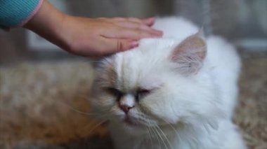 bir çocuğun eli okşayarak kedi