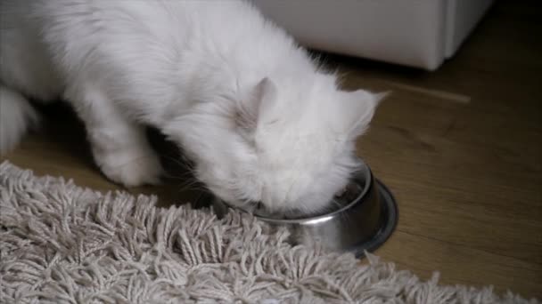 De kat eet uit een kom — Stockvideo