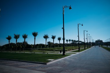 Şehirde büyük palmiye ağacı