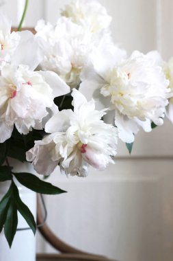 Beyaz Pembe Şakayıkların Yaşamı. Düğün Beyaz Çiçeklerinin Kapanışı.