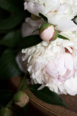 Beyaz Şakayıklar Kapanışı. Bahçeden Taze Kremalı Çiçekler.