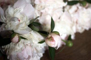 Beyaz Şakayıklar Kapanışı. Bahçeden Taze Kremalı Çiçekler.