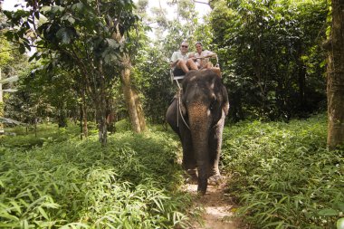 Elefant ormanda