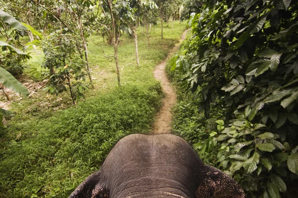 Elefant im Dschungel — Stockfoto