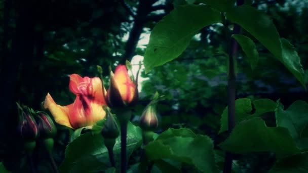 Très belle rose au milieu d'un grand jardin — Video