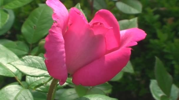 Hermosa rosa roja delicada balanceándose en el viento — Vídeos de Stock