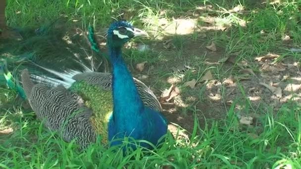 Peacock passerar grön gräsmatta att gömma under trädet — Stockvideo