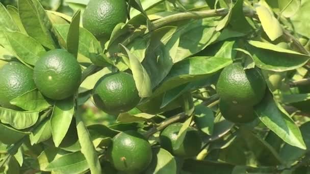 Bäume mit grünen Zitronen, tropischer Garten — Stockvideo
