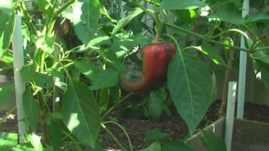 Paprika büyük olgunlaşmış meyve ile fırçalayın