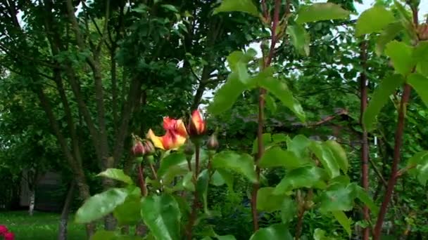 Une très belle rose des arbustes au milieu d'un grand jardin — Video