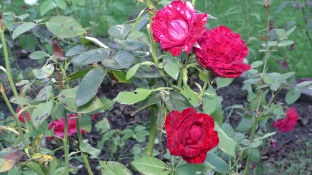 En mycket vacker buske rosor ros mitt i en stor trädgård — Stockvideo