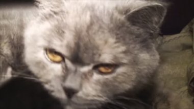 Sevgi kedi anne bebeklerini besleme