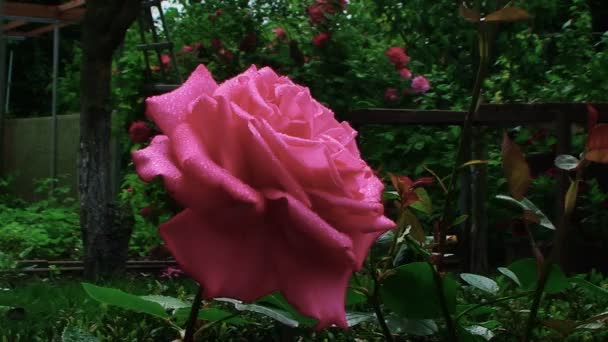 Дуже красива троянда в саду крупним планом, вид збоку — стокове відео