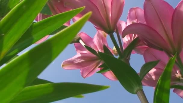 Grandes flores de lírio em laranja em um fundo azul céu — Vídeo de Stock