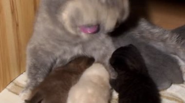 Safkan İngiliz kedi sevgiyle beslenir ve belgili tanımlık yavru kedi yıkar