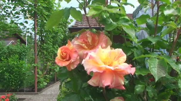 Beautiful shrub roses rose on the background of country house — Stock Video