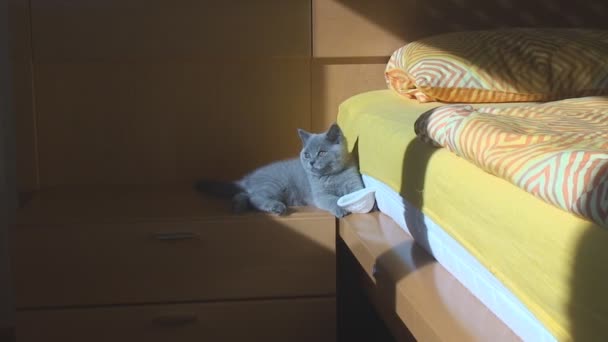 In the room on the nightstand sits a thoroughbred British kitten blue color — Stock Video