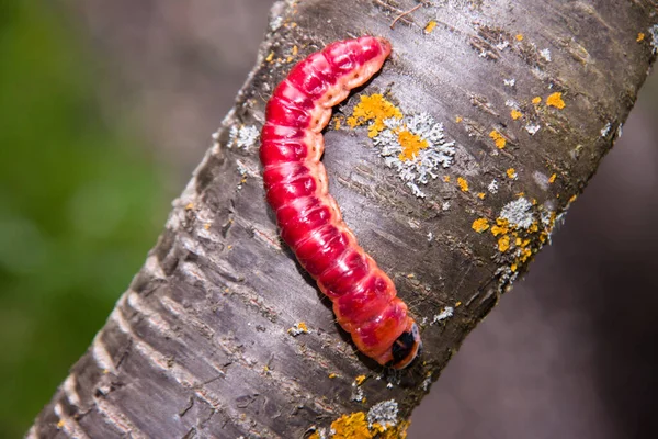 De felgekleurde rups kruipt op een boom — Stockfoto