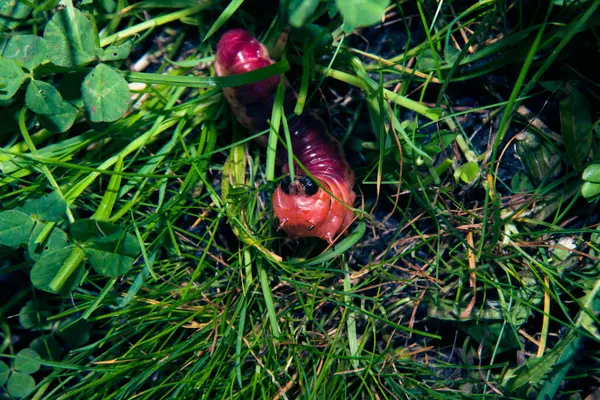 Die bunte Raupe kriecht auf einem Gras — Stockfoto