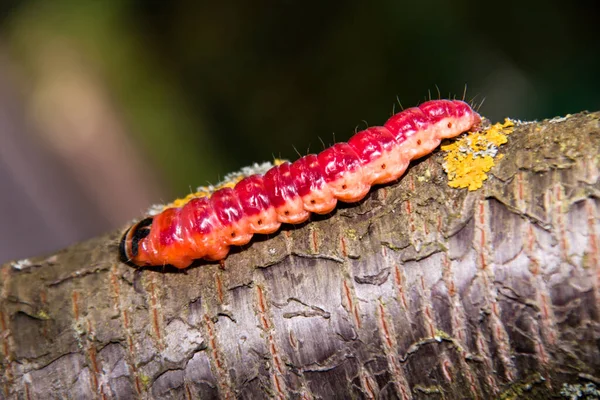 De felgekleurde rups kruipt op een boom — Stockfoto