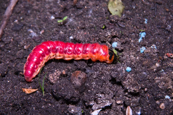 Enorme, heldere rups op een moestuin — Stockfoto