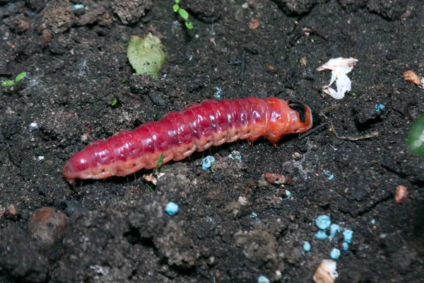 Enorme, heldere rups op een moestuin — Stockfoto