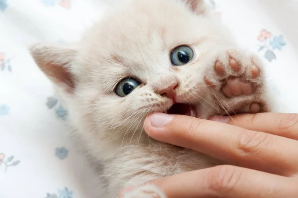 The kitten bites the finger — Stock Photo, Image