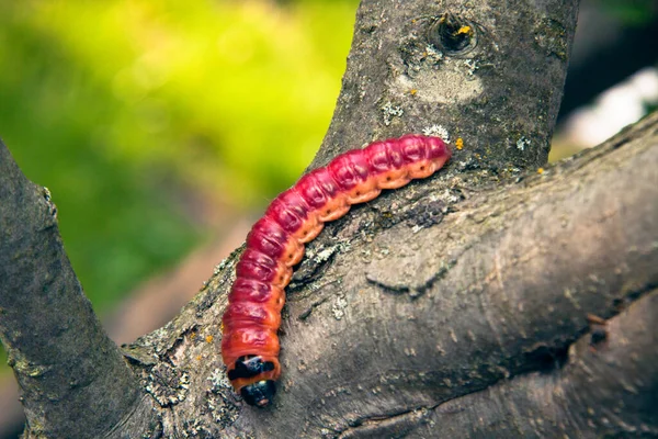 De felgekleurde rups kruipt op een boom — Stockfoto