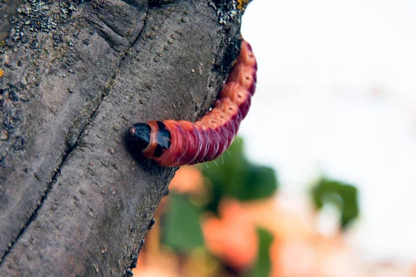 A lagarta colorida brilhante arrasta-se em uma árvore — Fotografia de Stock