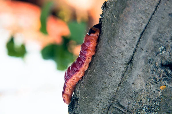 La oruga de colores brillantes se arrastra sobre un árbol — Foto de Stock