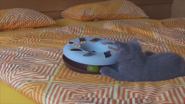 Safkan kediler yatakta bir oyuncakla oynuyorlar. — Stok video