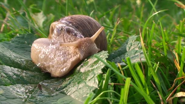 大きなカタツムリがゆっくりと展開し、晴れた日には庭の草の上を這う — ストック動画