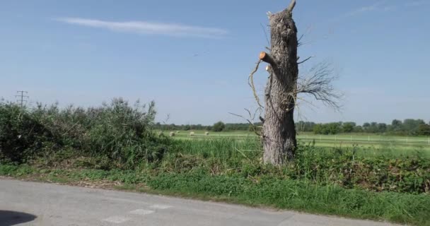 Uma árvore que se secou devido às alterações climáticas — Vídeo de Stock