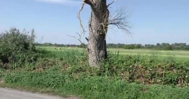 Ett träd som har vissnat på grund av klimatförändringarna — Stockvideo