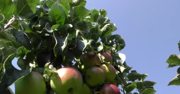 Verse rode appels aan de boom — Stockvideo